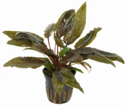 Cryptocoryne Wendtii TROPICA -DENNERLE shop TC15PP 1 4