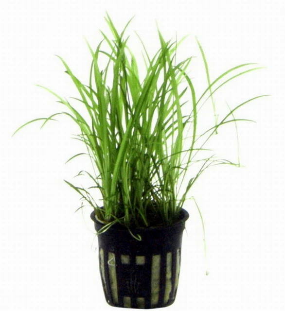 Grasartige Zwergamazonas / Echinodorus Tenellus 2 Grasartige Zwergamazonas / Echinodorus Tenellus – Bild 2