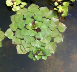 3er Set Schwimmpflanzen Je 1x Muschelblume, Froschbiss, Wassernuss 7 3er Set Schwimmpflanzen Je 1x Muschelblume, Froschbiss, Wassernuss -DENNERLE shop TEICH103 1 6