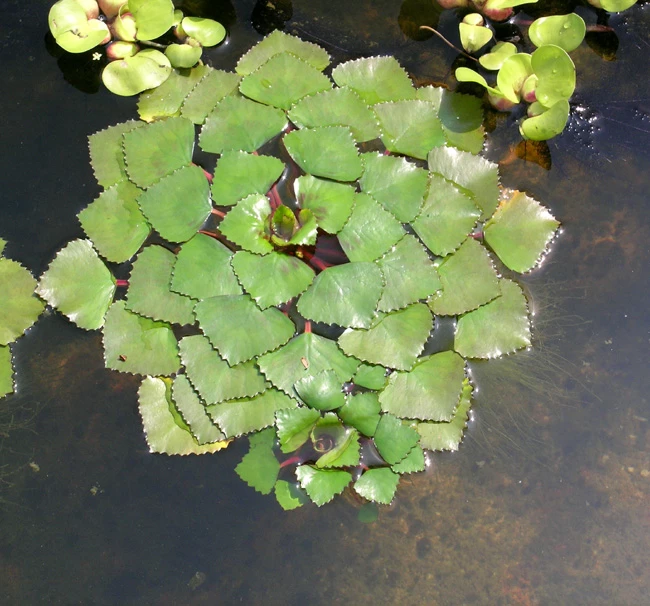 3er Set Schwimmpflanzen Je 1x Muschelblume, Froschbiss, Wassernuss 4 3er Set Schwimmpflanzen Je 1x Muschelblume, Froschbiss, Wassernuss – Bild 4