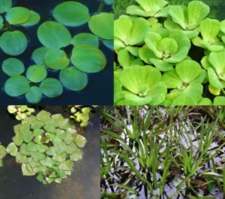 4er Set Muschelblume, Froschbiss, Wassernuss & Krebsschere Für Gartenteich