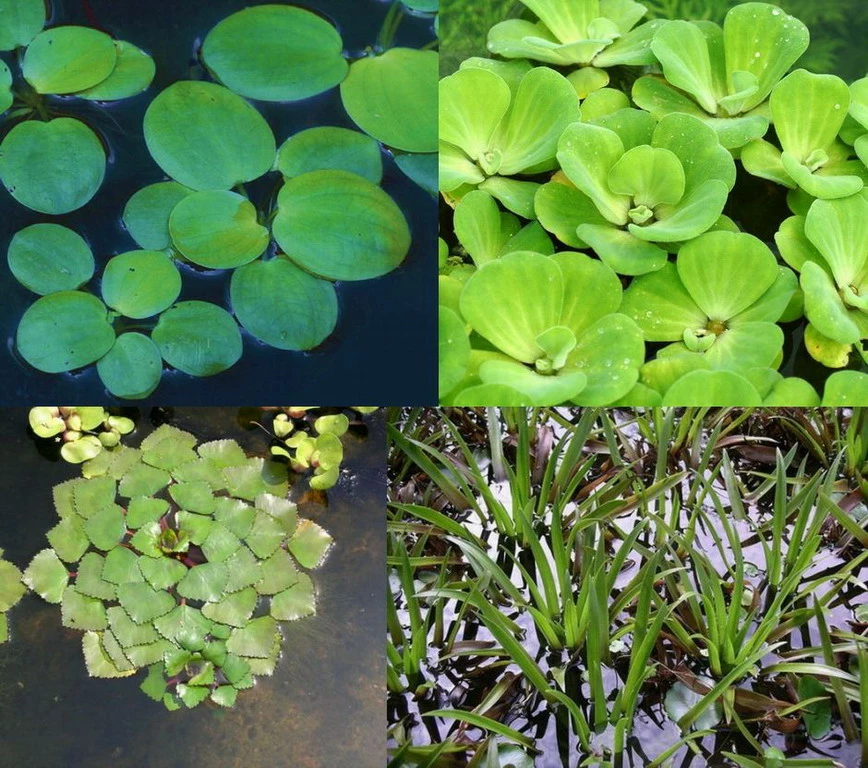 4er Set Muschelblume, Froschbiss, Wassernuss & Krebsschere Für Gartenteich 1 4er Set Muschelblume, Froschbiss, Wassernuss & Krebsschere Für Gartenteich