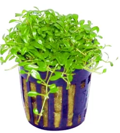 Australisches Zungenblatt / Glossostigma Elatinoides -DENNERLE shop TG17PP 1 3