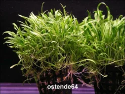 Brasilianische Graspflanze / Lilaeopsis Brasiliensis (Neuseelandgras) Im Topf