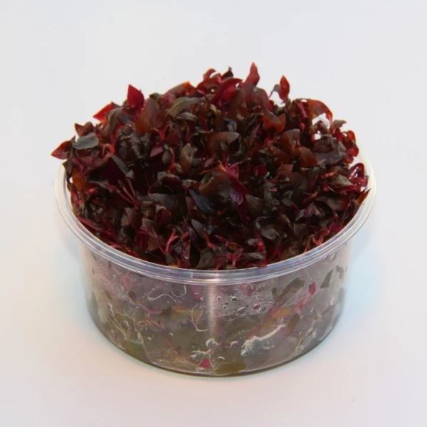 XL In-Vitro Mini-Papageienblatt / Alternanthera Reineckii 'mini' 1 XL In-Vitro Mini-Papageienblatt / Alternanthera Reineckii 'mini'