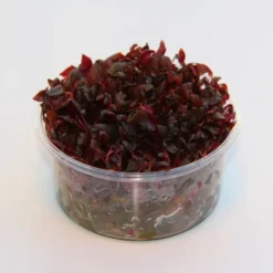 In-Vitro Mini-Papageienblatt / Alternanthera Reineckii 'mini'