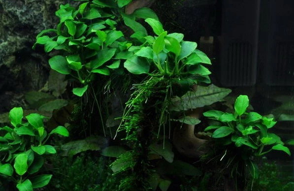 XL In-Vitro Kleinstes Zwergspeerblatt / Anubias 'Petite' Oder 'Bonsai' 1 XL In-Vitro Kleinstes Zwergspeerblatt / Anubias 'Petite' Oder 'Bonsai'