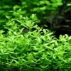 XL In-Vitro Kleines Fettblatt - Brahmi / Bacopa Monnieri