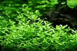 XL In-Vitro Kleines Fettblatt - Brahmi / Bacopa Monnieri