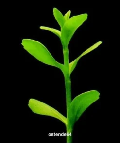 XL In-Vitro Kleines Fettblatt - Brahmi / Bacopa Monnieri -DENNERLE shop V041DZ 1 3