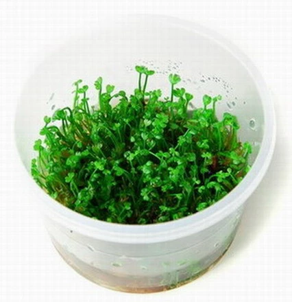 In-Vitro Mini-Kleeblatt / Marsilea Crenata *NEU* 1 In-Vitro Mini-Kleeblatt / Marsilea Crenata *NEU*