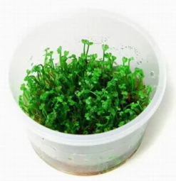 XL In-Vitro Mini-Kleeblatt / Marsilea Crenata *NEU*