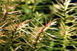 XL In-Vitro Amerikanische Wasserhecke / Didiplis Diandra