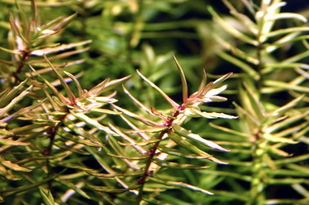 XL In-Vitro Amerikanische Wasserhecke / Didiplis Diandra 1 XL In-Vitro Amerikanische Wasserhecke / Didiplis Diandra