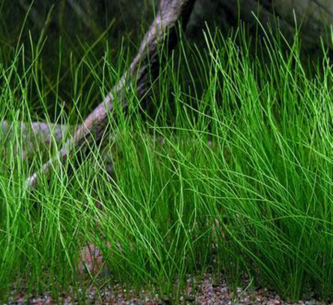 XL In-Vitro Nadelsimse / Eleocharis Acicularis 1 XL In-Vitro Nadelsimse / Eleocharis Acicularis