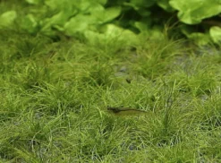 XL In-Vitro Zwerg-Nadelsimse / Eleocharis Parvula - Pusilla - Parvulus