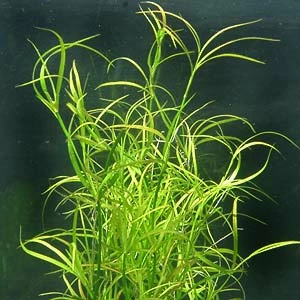 XL In-Vitro Kriechende Binse / Juncus Repens 1 XL In-Vitro Kriechende Binse / Juncus Repens