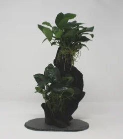 Urwaldbaum MITTEL Mbuna Mit Anubia Nana/Zwergspeerblatt Ca. 30-35 Cm