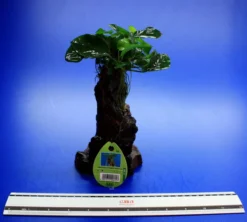 Dennerle Urwaldbaum Mbuna KLEIN Mit Anubia Nana -DENNERLE shop W MB01D 1 3