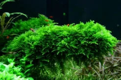 XL In-Vitro Christmas Moss / Vesicularia Dubyana 'Christmas Moss', Moos