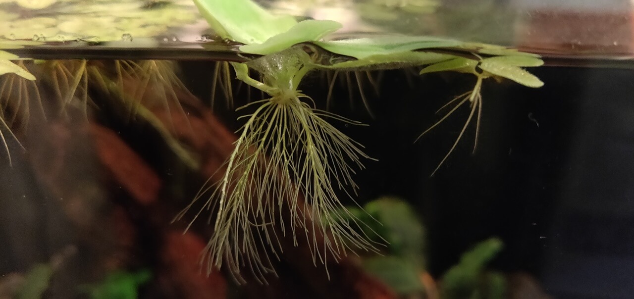 DENNERLE shop -DENNERLE shop dwarf water lettuce roots