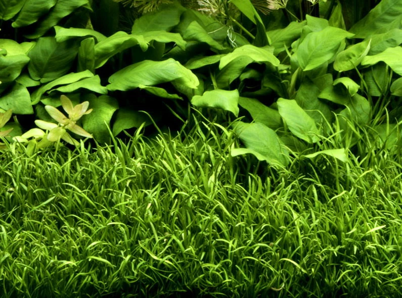 1-2-GROW! Brasilianische Graspflanze / Lilaeopsis Brasiliensis Von TROPICA 1 1-2-GROW! Brasilianische Graspflanze / Lilaeopsis Brasiliensis Von TROPICA