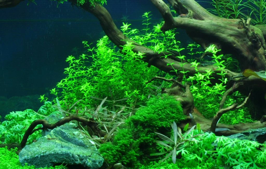 1-2-GROW! Zierliches Perlenkraut / Hemianthus Micranthemoides Von TROPICA 1 1-2-GROW! Zierliches Perlenkraut / Hemianthus Micranthemoides Von TROPICA