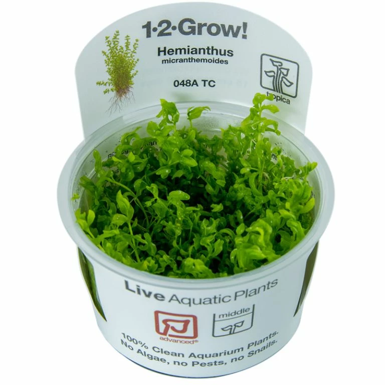 1-2-GROW! Zierliches Perlenkraut / Hemianthus Micranthemoides Von TROPICA 2 1-2-GROW! Zierliches Perlenkraut / Hemianthus Micranthemoides Von TROPICA – Bild 2