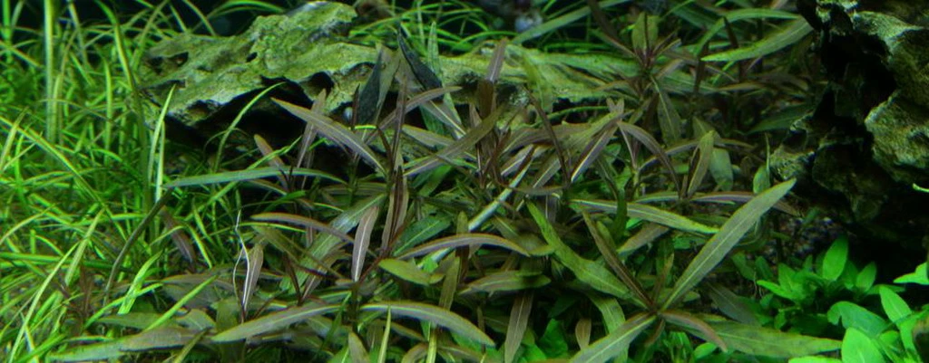 1-2-GROW! Hygrophila 'Araguaia' Von TROPICA 1 1-2-GROW! Hygrophila 'Araguaia' Von TROPICA