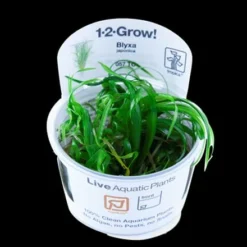 1-2-GROW! Japanisches Oder Kleines Fadenkraut / Blyxa Japonica