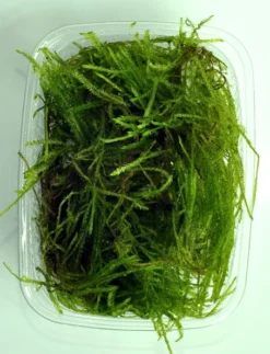 Stachelmoos / Taxiphyllum Spec. Spiky-Moos In Einer 125 Ml Moos Dose -DENNERLE shop oD 003G T 1 3
