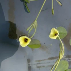Wassermohnblume / Hydrocleys Nymphoides Für Den Teich