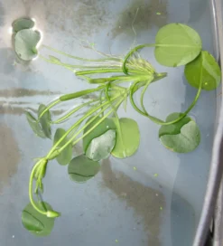 Wassermohnblume / Hydrocleys Nymphoides Für Den Teich -DENNERLE shop oD 403wf 1 3