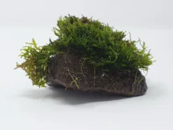 Kleiner Lavastein Mit Mini Korallenmoos / Riccardia Chamedryfolia -DENNERLE shop oS1626Km 1 6