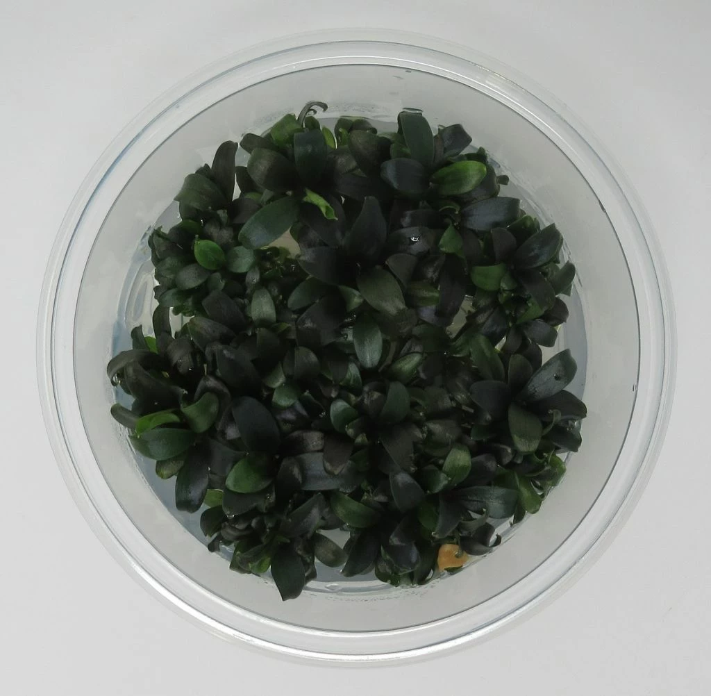 XL In-Vitro Bucephalandra Serimbu Braun - TOP-Rarität 1 XL In-Vitro Bucephalandra Serimbu Braun - TOP-Rarität