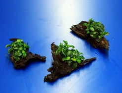 Anubias 'Petite' Oder 'Bonsai' Auf Einer Wurzel / Kleinstes Zwergspeerblatt