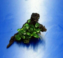 Anubias 'Petite' Oder 'Bonsai' Auf Einer Wurzel / Kleinstes Zwergspeerblatt -DENNERLE shop oW 285DE 1 5