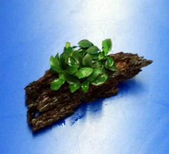 Anubias 'Petite' Oder 'Bonsai' Auf Einer Wurzel / Kleinstes Zwergspeerblatt -DENNERLE shop oW 285DE 1 6