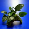 Zwergspeerblatt-Höhle / Coco Shell - Kokosnuss Mit Javamoos Und Anubias Bart. Var. Nana