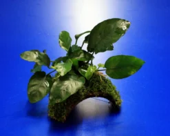 Zwergspeerblatt-Höhle / Coco Shell - Kokosnuss Mit Javamoos Und Anubias Bart. Var. Nana